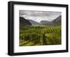 Landscape of Winery-Benjamin Rondel-Framed Photographic Print