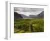 Landscape of Winery-Benjamin Rondel-Framed Photographic Print