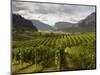 Landscape of Winery-Benjamin Rondel-Mounted Photographic Print