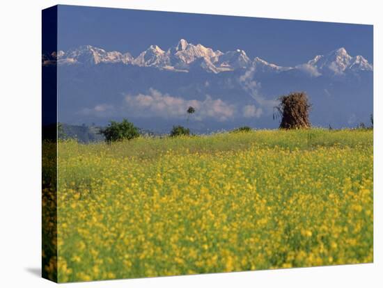 Landscape of Yellow Flowers of Mustard Crop the Himalayas in the Background, Kathmandu, Nepal-Alison Wright-Stretched Canvas