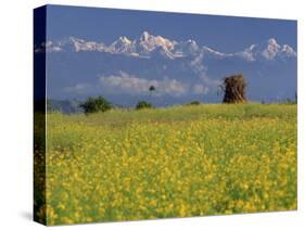 Landscape of Yellow Flowers of Mustard Crop the Himalayas in the Background, Kathmandu, Nepal-Alison Wright-Stretched Canvas