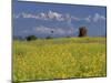 Landscape of Yellow Flowers of Mustard Crop the Himalayas in the Background, Kathmandu, Nepal-Alison Wright-Mounted Photographic Print