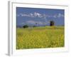 Landscape of Yellow Flowers of Mustard Crop the Himalayas in the Background, Kathmandu, Nepal-Alison Wright-Framed Photographic Print