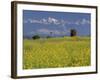 Landscape of Yellow Flowers of Mustard Crop the Himalayas in the Background, Kathmandu, Nepal-Alison Wright-Framed Photographic Print