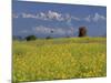 Landscape of Yellow Flowers of Mustard Crop the Himalayas in the Background, Kathmandu, Nepal-Alison Wright-Mounted Photographic Print