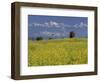 Landscape of Yellow Flowers of Mustard Crop the Himalayas in the Background, Kathmandu, Nepal-Alison Wright-Framed Photographic Print