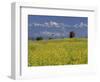 Landscape of Yellow Flowers of Mustard Crop the Himalayas in the Background, Kathmandu, Nepal-Alison Wright-Framed Photographic Print