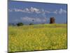 Landscape of Yellow Flowers of Mustard Crop the Himalayas in the Background, Kathmandu, Nepal-Alison Wright-Mounted Photographic Print