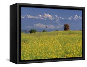 Landscape of Yellow Flowers of Mustard Crop the Himalayas in the Background, Kathmandu, Nepal-Alison Wright-Framed Stretched Canvas