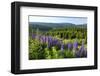 Landscape on Lake Schluchsee, Southern Black Forest, Baden-Wuerttemberg, Germany-null-Framed Premium Giclee Print