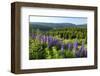 Landscape on Lake Schluchsee, Southern Black Forest, Baden-Wuerttemberg, Germany-null-Framed Premium Giclee Print