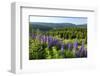 Landscape on Lake Schluchsee, Southern Black Forest, Baden-Wuerttemberg, Germany-null-Framed Premium Giclee Print