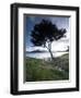 Landscape, Tierra Del Fuego National Park, Argentina, South America-Colin Brynn-Framed Photographic Print