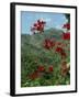 Landscape, Trinidad, West Indies, Caribbean, Central America-Woolfitt Adam-Framed Photographic Print