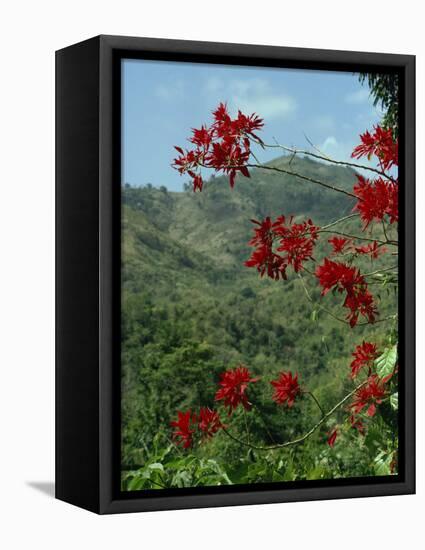 Landscape, Trinidad, West Indies, Caribbean, Central America-Woolfitt Adam-Framed Stretched Canvas