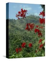 Landscape, Trinidad, West Indies, Caribbean, Central America-Woolfitt Adam-Stretched Canvas