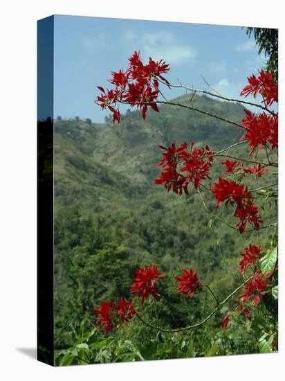 Landscape, Trinidad, West Indies, Caribbean, Central America-Woolfitt Adam-Stretched Canvas