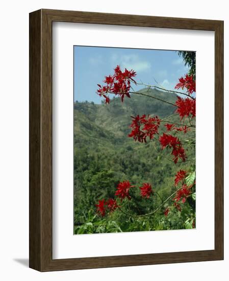 Landscape, Trinidad, West Indies, Caribbean, Central America-Woolfitt Adam-Framed Photographic Print