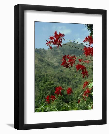 Landscape, Trinidad, West Indies, Caribbean, Central America-Woolfitt Adam-Framed Photographic Print