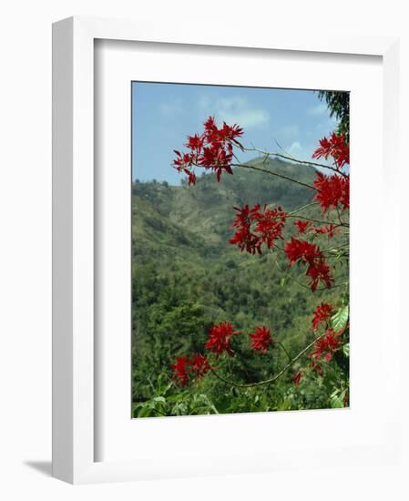 Landscape, Trinidad, West Indies, Caribbean, Central America-Woolfitt Adam-Framed Photographic Print