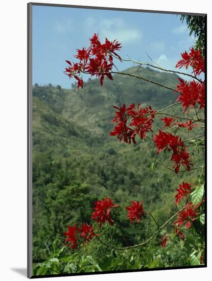 Landscape, Trinidad, West Indies, Caribbean, Central America-Woolfitt Adam-Mounted Photographic Print