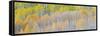 Landscape with aspen trees (Populus tremuloides) in autumn, Dixie National Forest, Boulder Mount...-Panoramic Images-Framed Stretched Canvas