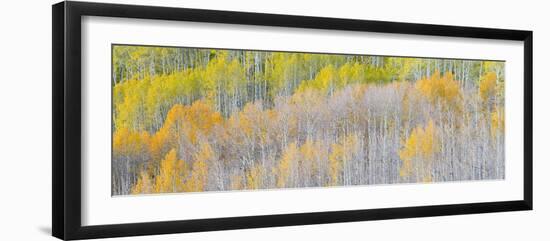 Landscape with aspen trees (Populus tremuloides) in autumn, Dixie National Forest, Boulder Mount...-Panoramic Images-Framed Photographic Print