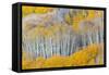 Landscape with aspen trees (Populus tremuloides) in autumn, Dixie National Forest, Boulder Mount...-Panoramic Images-Framed Stretched Canvas