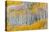 Landscape with aspen trees (Populus tremuloides) in autumn, Dixie National Forest, Boulder Mount...-Panoramic Images-Stretched Canvas