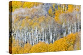 Landscape with aspen trees (Populus tremuloides) in autumn, Dixie National Forest, Boulder Mount...-Panoramic Images-Stretched Canvas