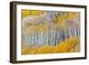 Landscape with aspen trees (Populus tremuloides) in autumn, Dixie National Forest, Boulder Mount...-Panoramic Images-Framed Photographic Print