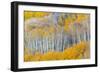 Landscape with aspen trees (Populus tremuloides) in autumn, Dixie National Forest, Boulder Mount...-Panoramic Images-Framed Photographic Print