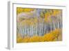 Landscape with aspen trees (Populus tremuloides) in autumn, Dixie National Forest, Boulder Mount...-Panoramic Images-Framed Photographic Print