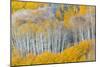 Landscape with aspen trees (Populus tremuloides) in autumn, Dixie National Forest, Boulder Mount...-Panoramic Images-Mounted Photographic Print