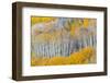 Landscape with aspen trees (Populus tremuloides) in autumn, Dixie National Forest, Boulder Mount...-Panoramic Images-Framed Photographic Print