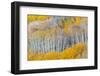 Landscape with aspen trees (Populus tremuloides) in autumn, Dixie National Forest, Boulder Mount...-Panoramic Images-Framed Photographic Print