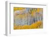 Landscape with aspen trees (Populus tremuloides) in autumn, Dixie National Forest, Boulder Mount...-Panoramic Images-Framed Photographic Print