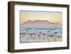 Landscape with Beach and Table Mountain at Sunrise-Werner Lehmann-Framed Photographic Print