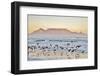 Landscape with Beach and Table Mountain at Sunrise-Werner Lehmann-Framed Photographic Print