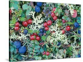 Landscape with Berries and Foliage, Alaska, USA-Art Wolfe-Stretched Canvas