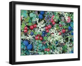 Landscape with Berries and Foliage, Alaska, USA-Art Wolfe-Framed Premium Photographic Print