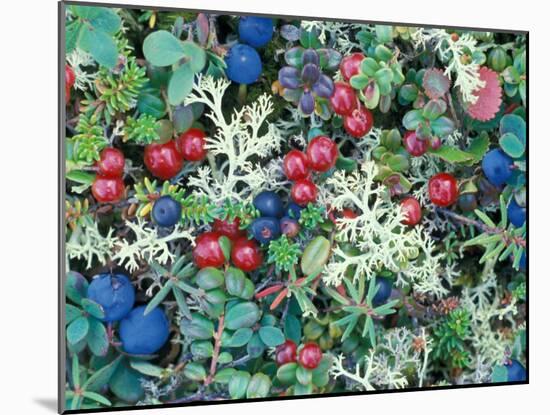 Landscape with Berries and Foliage, Alaska, USA-Art Wolfe-Mounted Premium Photographic Print