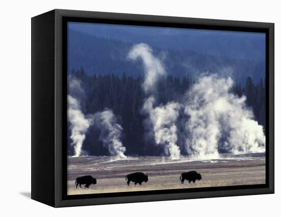 Landscape with Bison and Steam from Geysers, Yellowstone National Park, Wyoming Us-Pete Cairns-Framed Stretched Canvas