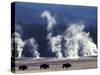 Landscape with Bison and Steam from Geysers, Yellowstone National Park, Wyoming Us-Pete Cairns-Stretched Canvas