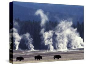 Landscape with Bison and Steam from Geysers, Yellowstone National Park, Wyoming Us-Pete Cairns-Stretched Canvas