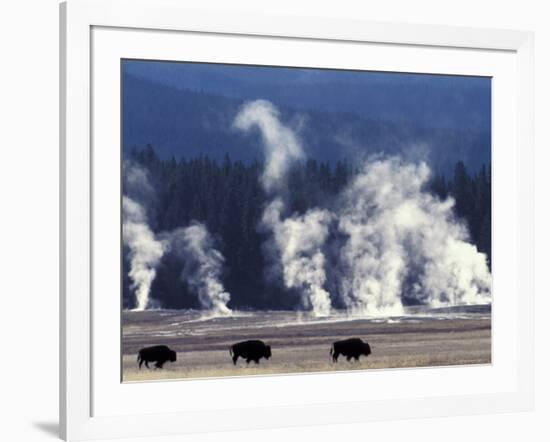 Landscape with Bison and Steam from Geysers, Yellowstone National Park, Wyoming Us-Pete Cairns-Framed Photographic Print