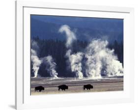 Landscape with Bison and Steam from Geysers, Yellowstone National Park, Wyoming Us-Pete Cairns-Framed Photographic Print