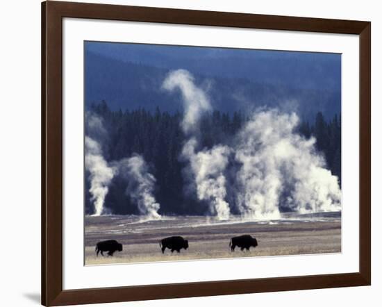 Landscape with Bison and Steam from Geysers, Yellowstone National Park, Wyoming Us-Pete Cairns-Framed Photographic Print