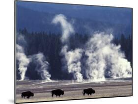 Landscape with Bison and Steam from Geysers, Yellowstone National Park, Wyoming Us-Pete Cairns-Mounted Photographic Print