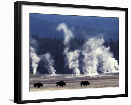 Landscape with Bison and Steam from Geysers, Yellowstone National Park, Wyoming Us-Pete Cairns-Framed Photographic Print